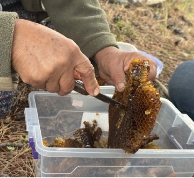 Toroslar’da Firari Arıların İzinde: Doğal Balın Kilosu 5 Bin Lira
