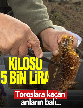 Toroslar’da Firari Arıların İzinde: Doğal Balın Kilosu 5 Bin Lira