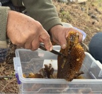  TOROSLAR - Toroslar’da Firari Arıların İzinde: Doğal Balın Kilosu 5 Bin Lira