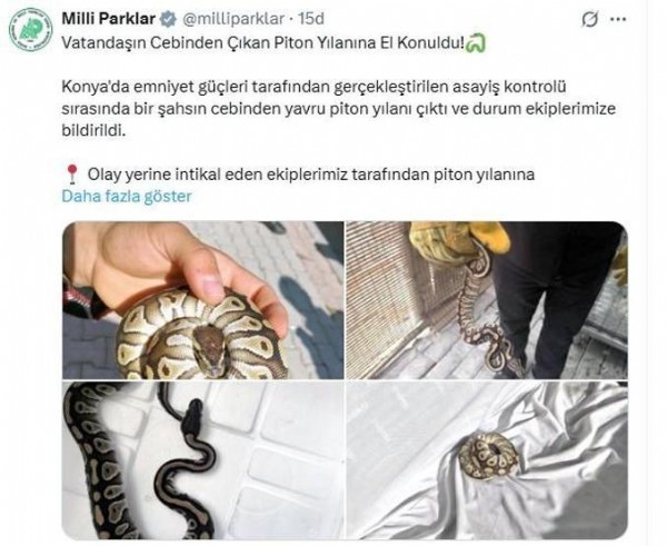 Gören inanamadı! Cebinden piton çıktı