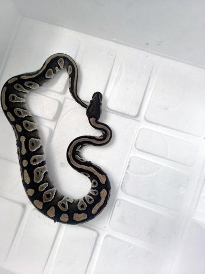 Gören inanamadı! Cebinden piton çıktı