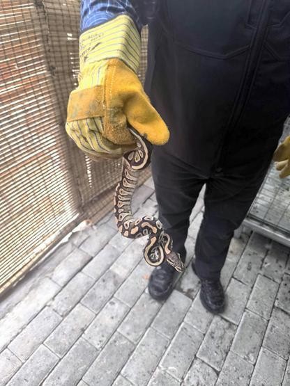 Gören inanamadı! Cebinden piton çıktı