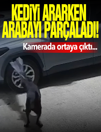 Trabzon'da Köpekler Araca Zarar Verdi!