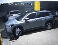  KEDİ  - Trabzon'da Köpekler Araca Zarar Verdi!