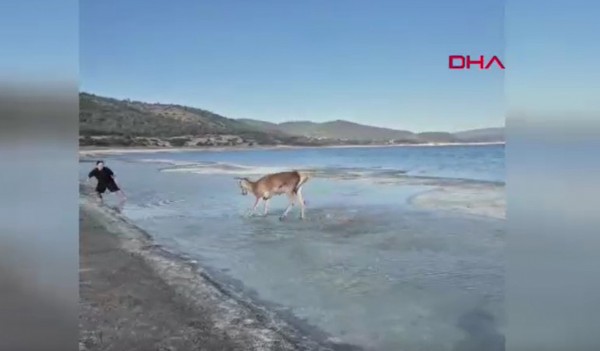 Nesli tehlike altında... Plajda böyle görüntülendi