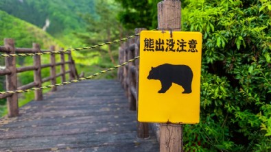 Ayı kabusu! Ordu göreve çağırıldı