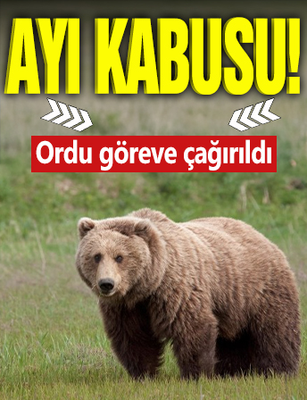 Ayı kabusu! Ordu göreve çağırıldı