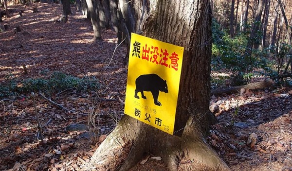 Ayı kabusu! Ordu göreve çağırıldı