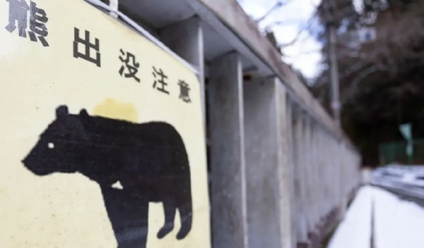 Ayı kabusu! Ordu göreve çağırıldı