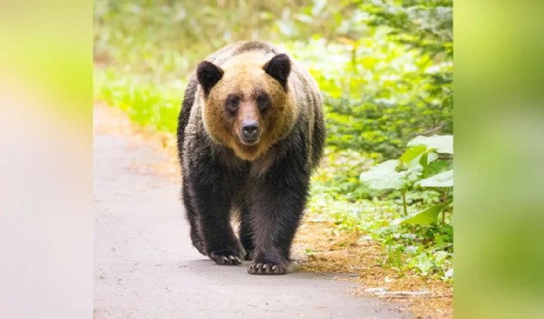 Ayı kabusu! Ordu göreve çağırıldı
