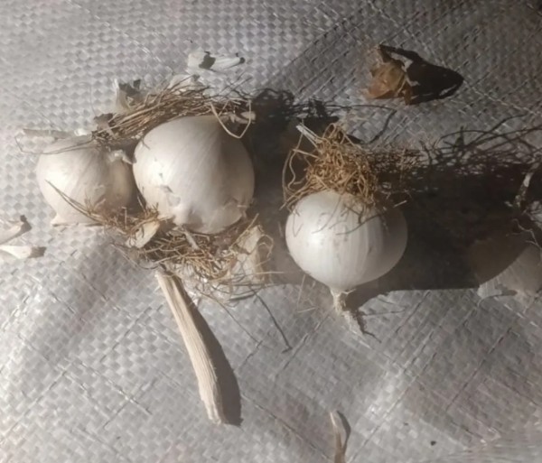 O  Sarımsak 557 Bin Liraya Mal Oldu!