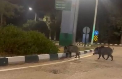 Üniversiteyi Domuz Bastı!