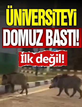 Üniversiteyi Domuz Bastı!
