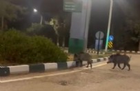 DOMUZ - Üniversiteyi Domuz Bastı!