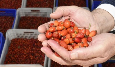 Erzincan'da Hasat Zamanı!