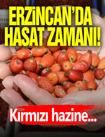 Erzincan'da Hasat Zamanı!