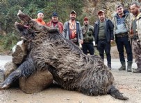 300 Kilogramlık Yaban Domuzu Vuruldu! Haberi