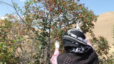 “Her derde deva” diye biliniyor! İster reçeli, ister çayı…