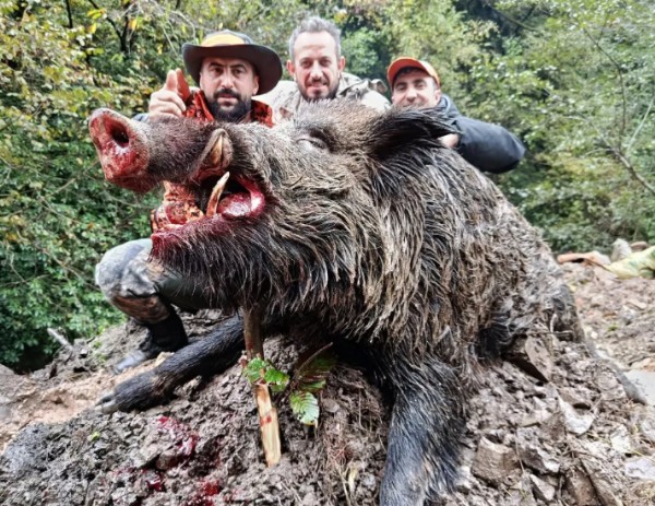 300 Kilogramlık Yaban Domuzu Vuruldu!