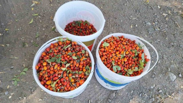 “Her derde deva” diye biliniyor! İster reçeli, ister çayı…