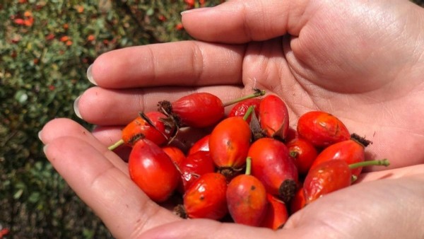 “Her derde deva” diye biliniyor! İster reçeli, ister çayı…