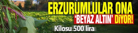 Erzurumlular ona 'beyaz altın' diyor! Kilosu 500 lira