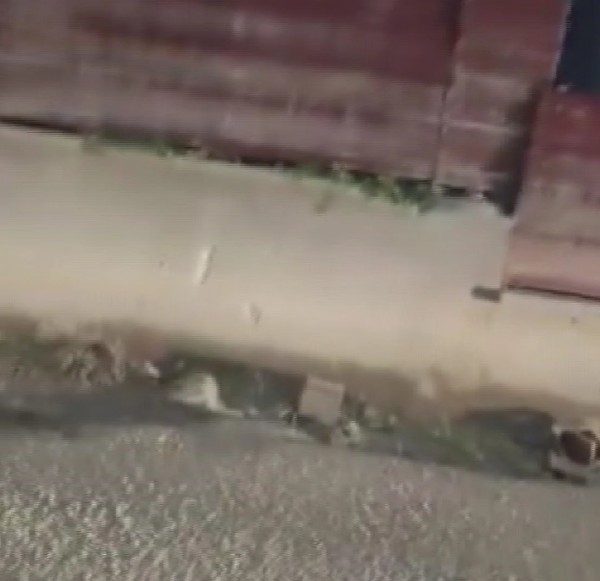 Pişkinliğin Böylesi Görülmedi!