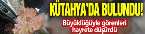 Kütahya'da bulundu! Büyüklüğüyle görenleri hayrete düşürdü