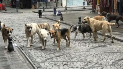 Başıboş sokak köpeklerine ilişkin yeni karar! 'Halk sağlığı ve güvenliği açısından...'