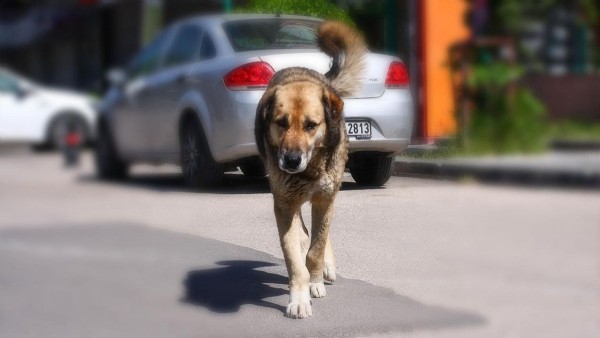 Başıboş sokak köpeklerine ilişkin yeni karar! 'Halk sağlığı ve güvenliği açısından...'