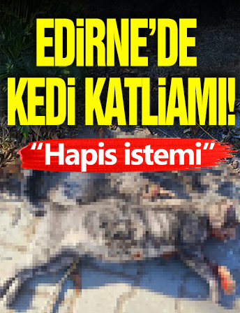 Edirne'de Kedi Katli! Hapis İstemi...