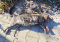  KEDİ  - Edirne'de Kedi Katli! Hapis İstemi...