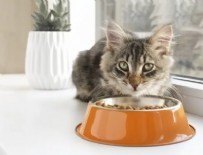  BESLENME - Kediler Nasıl Beslenmeli? Uzman Açıkladı!