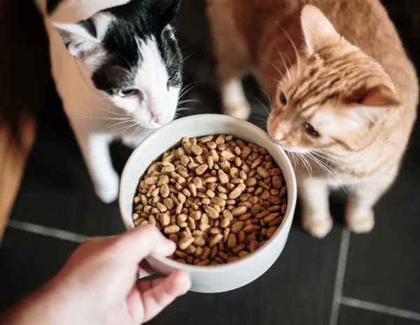 Kediler Nasıl Beslenmeli? Uzman Açıkladı!