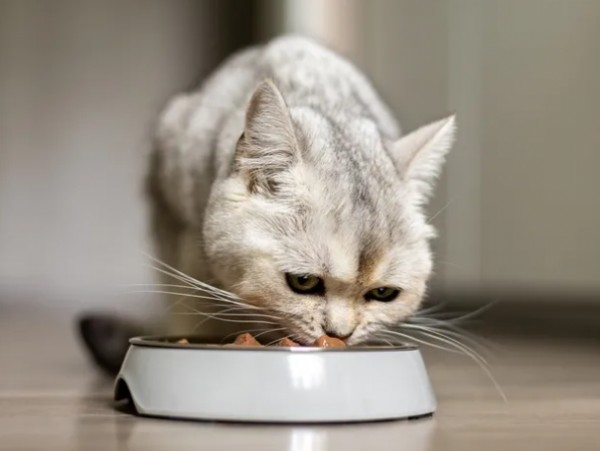 Kediler Nasıl Beslenmeli? Uzman Açıkladı!