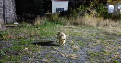 Tilkiyi Bisküvi İle Besledi!