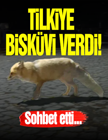 Tilkiyi Bisküvi İle Besledi!