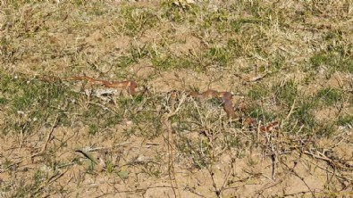 Arazide bir anda ortaya çıktı! Oldukça nadir görülüyor