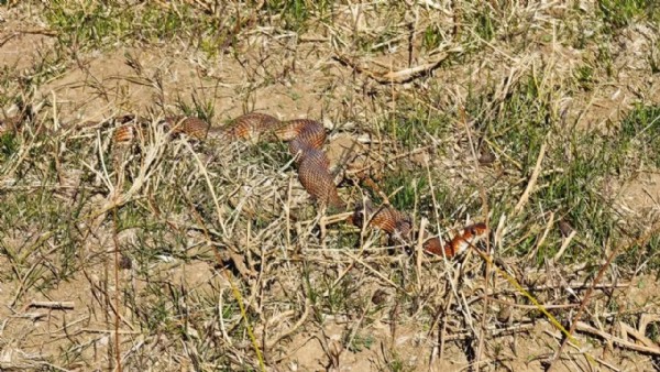 Arazide bir anda ortaya çıktı! Oldukça nadir görülüyor
