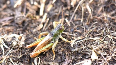 3 ilde görüldü! Bilim insanlarından yeni keşif