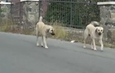 CHP'nin Başvurusuna AYM'den Karar! Haberi