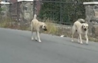 CHP - CHP'nin Başvurusuna AYM'den Karar!