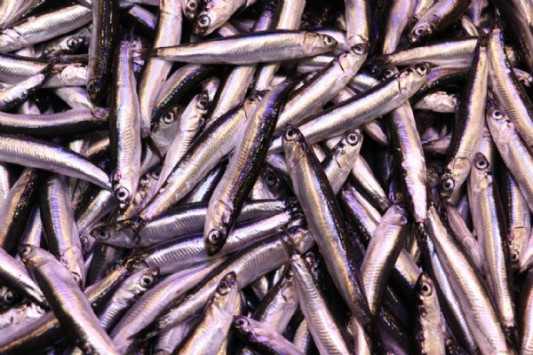 Hamsi Bolluğu! Yer Kalmadı!