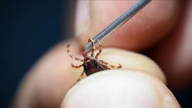 KKKA'ya yerli aşı geliyor! Klinik öncesi çalışmalar tamamlandı