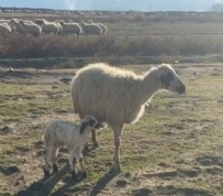 KOYUN  - Erzincan'da Yavrusunu Koruyan Koyun!