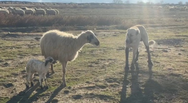 Erzincan'da Yavrusunu Koruyan Koyun!