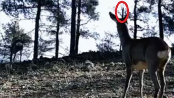 Tekirdağ'da görüntülendi: Boynuzu dikkat çekti