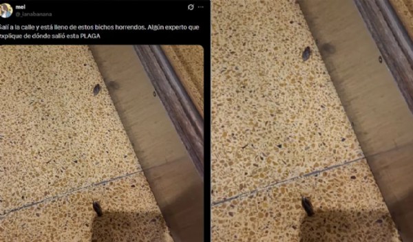 Dev böcek şehri istila etti! Uzmanlar nedenini açıkladı