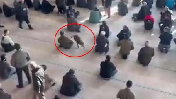 Camiye pitbull girdi! Cemaat zor anlar yaşadı