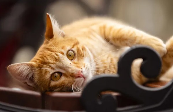 Kediler İçin Ölümcül Durum!